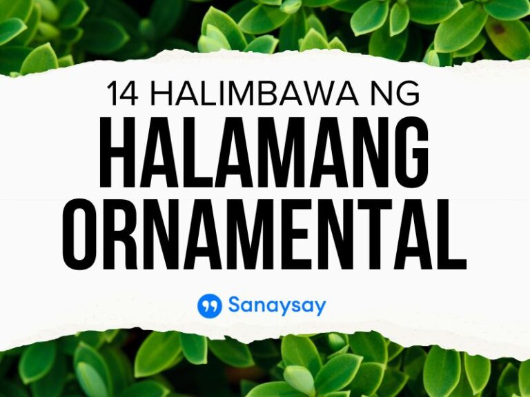 14 Halimbawa Ng Halamang Ornamental Namumulaklak